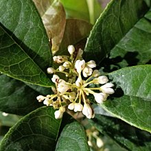 元茂園藝桃園三民店 高品質盆栽專賣/強香香花/四季桂花/每單位一盆/