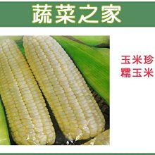 【蔬菜之家滿額免運】G06.玉美珍(珍珠糯玉米)種子20顆(植株矮.穗粗大Q甜.易照顧.產量多.蔬菜種子)