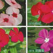 【野菜部屋~花卉種子】T61 日日春(超級可娜品種)種子45粒 , 混合色 , 耐病品種 , 每包180元 ~