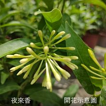 花花世界-綠籬植物**夜來香**-夜光花-夜丁香/6吋盆/高25-35公分/耐旱生性強健/MA