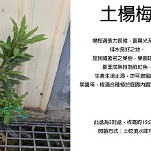 心栽花坊-土楊梅/楊梅/3尺/實生苗/綠化環境/水果苗/嫁接用/售價50特價40