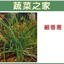 【蔬菜之家滿額免運】D01.細香蔥種子200顆(蝦夷蔥.香蔥.細蔥.日本進口 .花可拌入料理當香料)