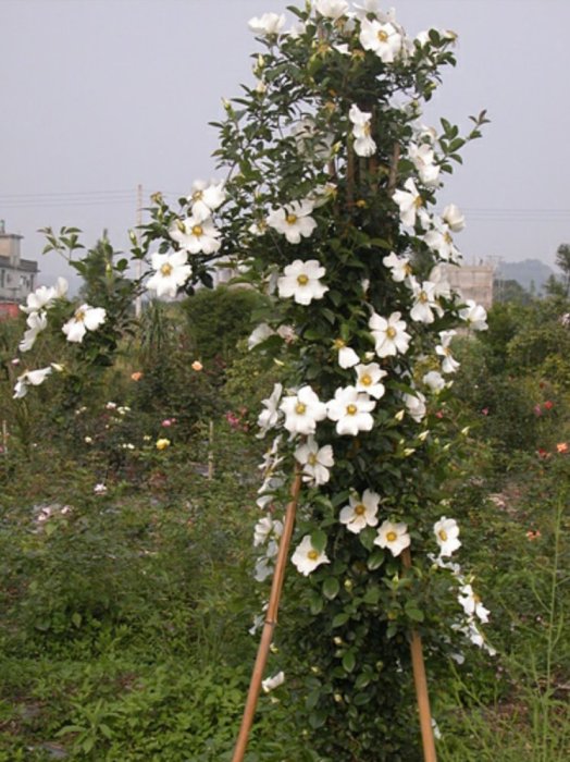 慕花坊  大金櫻