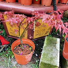 元茂園藝中壢園區 笠置山楓 下單請先詢問是否還有現貨，歡迎索取當日實品照片