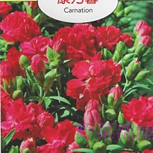【野菜部屋~】Y26 康乃馨Carnation~天星牌原包裝種子~每包17元~