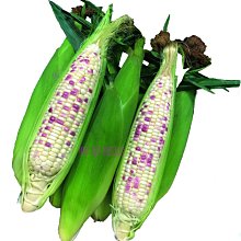 【野菜部屋~中包裝】N23 紫白穗甜糯玉米種子225公克 , 中早生 , 香Q甜 , 耐病耐倒伏 , 每包350元 ~