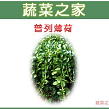 【蔬菜之家滿額免運】K06.普列薄荷種子0.05克(約300顆) // 多年生匍匐性植物