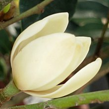 元茂園藝中壢園區 強香香花/含笑花 足一年盆栽 每單位一盆