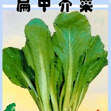 【野菜部屋~】H03 扁甲芥菜種子4.6公克 , 小芥菜 , 每包15元~