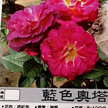 花花世界_玫瑰苗-*藍色奧塔*，Outta The Blue-小輪花 強香-/3.5吋盆/高10~30公分/MA