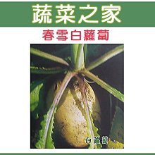 【蔬菜之家滿額免運00C02】大包裝.春雪白蘿蔔種子180克(約16000顆)※不適用郵寄掛號配送※