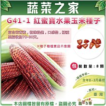 【蔬菜之家滿額免運】G41-1.紅蜜寶水果玉米種子8顆(有藥劑處理)//富含花青素，植株強健，口感佳。