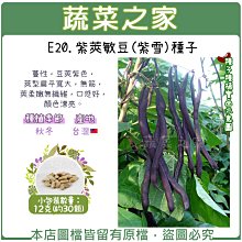 【蔬菜之家滿額免運】E20.紫莢敏豆(紫雪)種子12克(約30顆)(蔓性，豆莢紫色，莢型扁平寬大，無筋，莢柔嫩無纖維