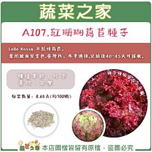 【蔬菜之家滿額免運】A107.紅珊瑚萵苣種子0.65克(約700顆)Lollo Rossa 不結球萵苣 /葉形皺曲呈紫色