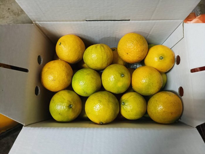 東勢 5台斤帝王柑、橘子，含運出貨 112年結束供貨