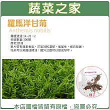 【蔬菜之家滿額免運】K32.羅馬洋甘菊種子300顆(花朵可以蒸餾成精油，國外公園可以做成草坪.香草種子)