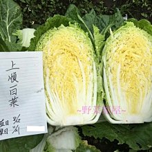 【野菜部屋~】G07 上順白菜種子10公克(約3800粒) , 做泡菜 , 酸白菜的第一選擇, 讚!,每包170元~