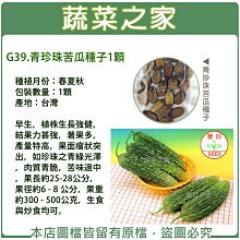 【蔬菜之家滿額免運】G39.青珍珠苦瓜種子1顆(早生，植株生長強健，結果力甚強，著果多，產量特高，果面瘤狀突出)