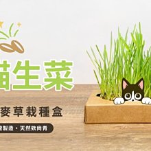 【阿肥寵物生活】汪喵星球DogCatStar 貓草新鮮栽培盒-貓咪生菜 3入 貓草