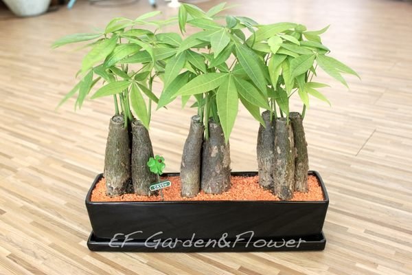 【EF Garden&Flower】馬拉巴栗-桌上型精緻盆栽