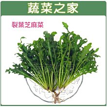 【蔬菜之家滿額免運】大包裝A64.裂葉芝麻菜種子20克(約60000顆)(葉片含有豐富的維他命C)※不適用郵寄掛號