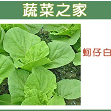 【蔬菜之家滿額免運】A45.蚵仔白菜種子1克(約390顆) (日本進口 ，肉質軟嫩可口.蔬菜種子)