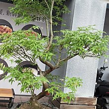 元茂園藝桃園三民店 造型青楓 十餘年樹齡，實品拍攝，每單位一棵，設計師愛用款