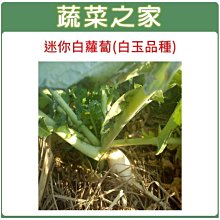 【蔬菜之家滿額免運00C12】大包裝.迷你白蘿蔔種子70克(白玉品種)※此商品運費請選宅配貨運※