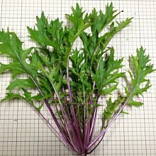 【野菜部屋~】E42 日本紅法師京水菜種子15公克 , 紅色京水菜 ,含豐富青花素 , 可當生菜沙拉 ~~