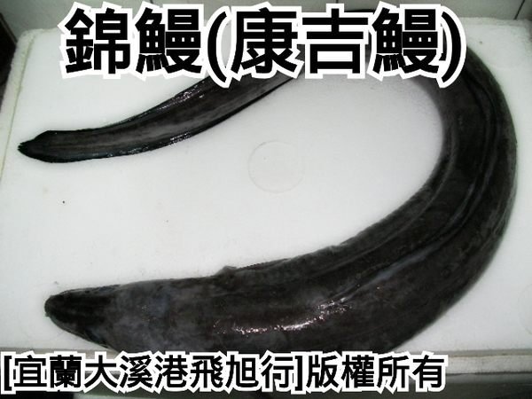 錦鰻(康吉鰻)...1.5公斤以下較小魚體優惠價每公斤130元