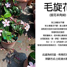 心栽花坊-旋花羊角拗/毛旋花/8吋/期間限定/觀花植物/綠籬植物/綠化環境/售價280特價250