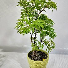 易園園藝- 羽葉福祿桐樹F33（福貴樹/風水樹）室內盆栽小品/盆景高約33公分