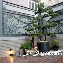 【EF Garden&Flower】羅漢松(大)+水磨石盆 / 桃園中壢景觀園藝設計