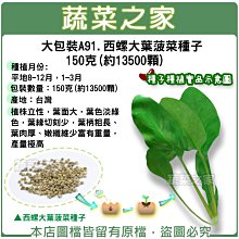 【蔬菜之家滿額免運00A91】大包裝.西螺大葉菠菜種子150克(約13500顆)※此商品運費請選宅配※