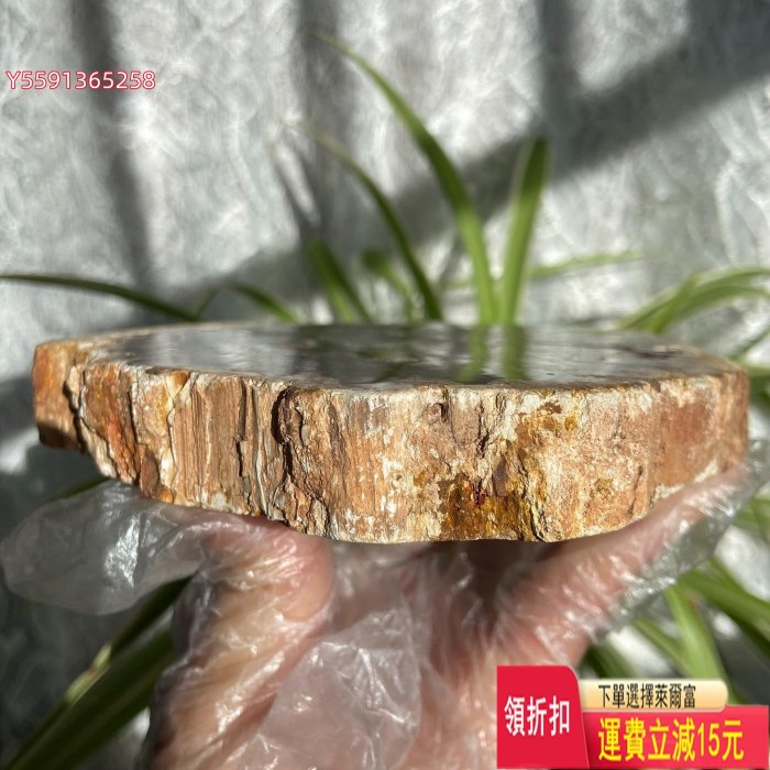 ex316 馬達加斯加漂亮的木化石片擺件，很稀有的花朵狀圖案