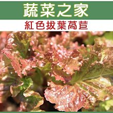 【蔬菜之家滿額免運00A31】大包裝.紅葉拔葉甜萵苣種子15克(日本進口拔葉A菜 ，韓國烤肉使用包肉生菜)※請選宅配※