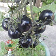 【野菜部屋~】L37 黑美人蕃茄種子10粒,果實顏色獨特深紫色 , 每包15元~