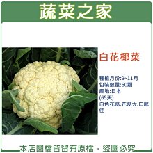 【蔬菜之家滿額免運】B03.白花椰菜 種子50顆(白色花蕊.花蕊大.口感佳.蔬菜種子)