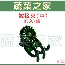 【蔬菜之家滿額免運009-C57】嫁接夾(固定夾.蘭花夾)-(中)30入/組(攀藤嫁接用)※不適用郵寄掛號※