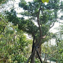 元茂園藝中壢高鐵南路園區-單幹優型-羅漢松-20年樹齡，移植過，全年可移植