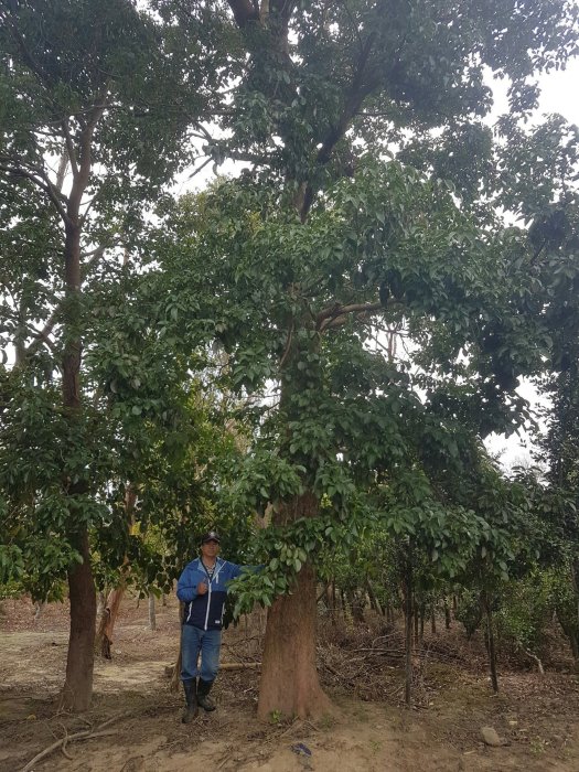 (青山園藝) 茄苳 米徑約50cm 高度約12米 真柏桂花黑松紫檀油杉青楓象牙木真柏