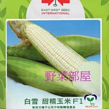 【野菜部屋~大包裝】N01 白雪甜糯玉米種子一磅裝(約3300顆種子) , 口感香Q , 有甜度~