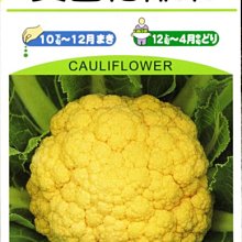 【野菜部屋~】E63 黃色花椰菜種子20粒 , 大型金黃色花椰菜 , 每包15元~