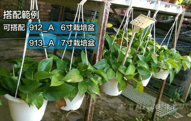 ～全館滿790免運～7寸白色栽培盆 單購吊繩  經濟便宜 【熊森活】