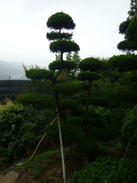 春花園藝行..龍柏..雲層龍柏..