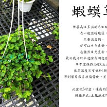 心栽花坊 蔓花生 下一件代表5株 3吋 地被植物 綠化植物 綠籬植物 售價80特價65 Yahoo奇摩拍賣