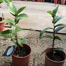 元茂園藝中壢高鐵南路園區/茶花/白花海棠 2年盆栽每單位一盆