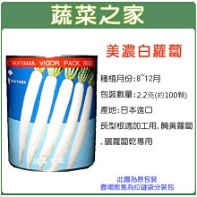 【蔬菜之家滿額免運】C04.美濃白蘿蔔種子2.2克(約100顆)(日本進口. 長型根適加工用,醃黃蘿蔔,曬蘿蔔乾專用