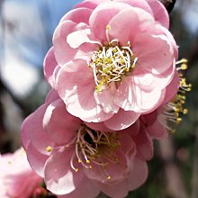 代刊 香水國梅花 粉紅梅花 十五年樹齡 本商品可宅配