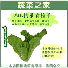 【蔬菜之家滿額免運】A11.括菜青種子1000顆(小戈菜.雪裡紅.小芥菜.葉色白霧結球早.葉質柔軟.蔬菜種子)